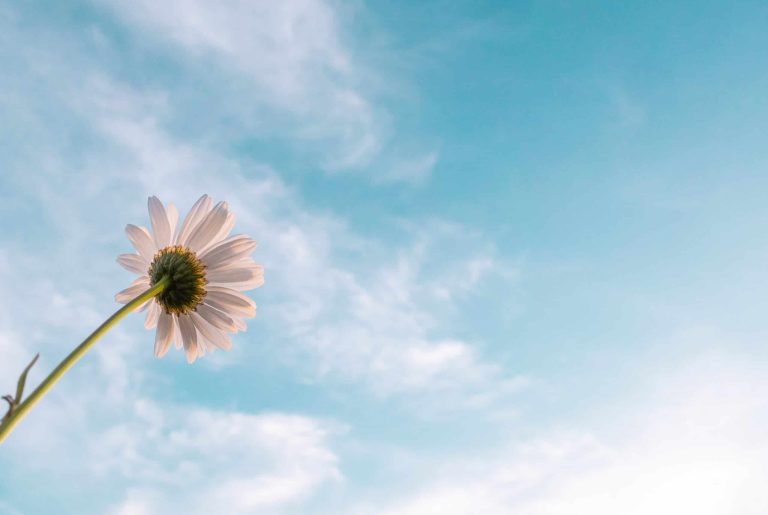 white-daisy-flower-bloom-2449543